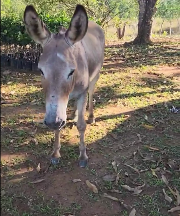 Ignacio, el burro desaparecido de Rubby Pérez, huía constantemente del terrenito del artista