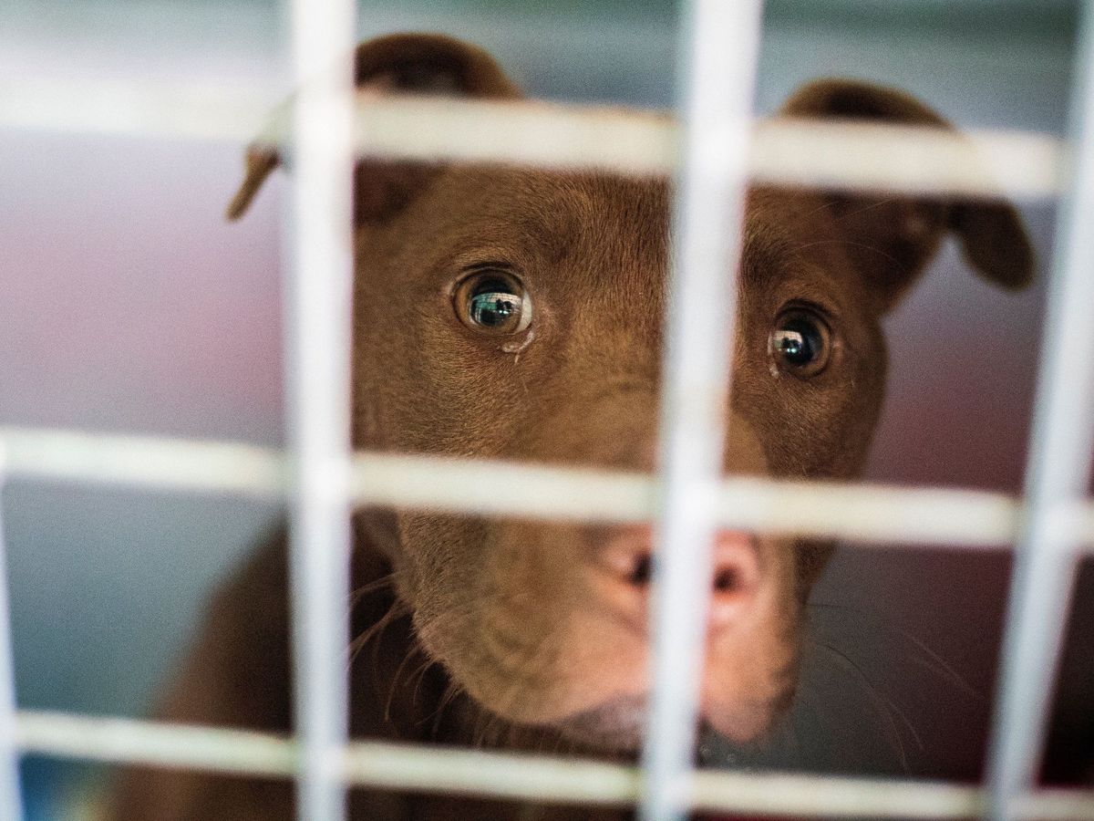Se les acaba el tiempo a los criadores de perros para consumo humano en Corea del Sur