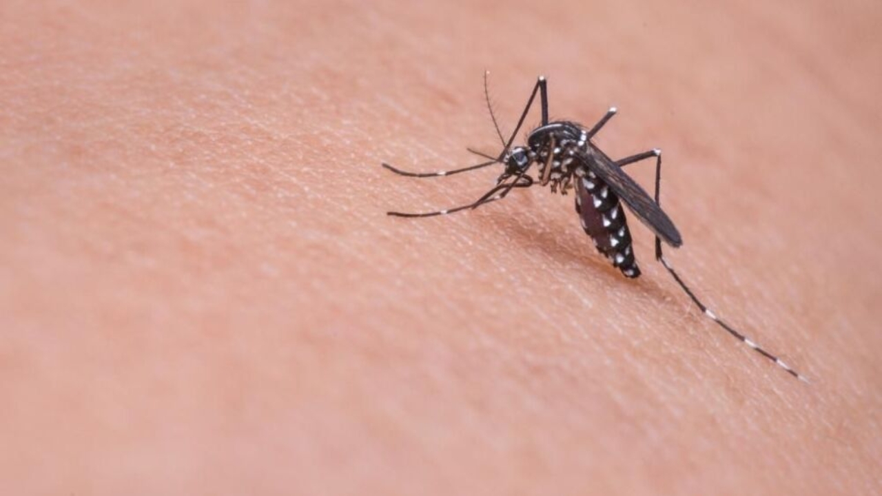 ¿Qué es el virus Oropouche y cómo protegerte?