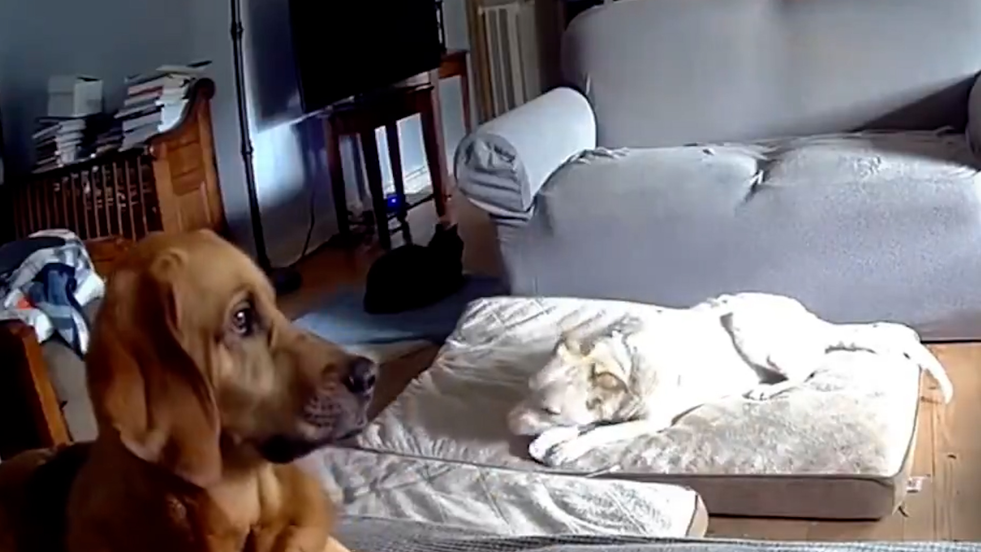 Momento en el que un perro provoca un incendio en una vivienda tras morder una batería