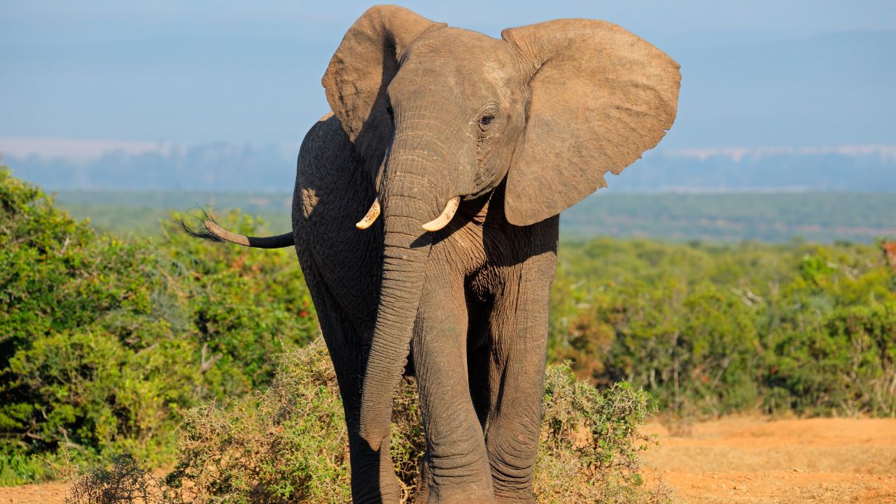 Día Mundial del Elefante: dos amenazas ponen en peligro de extinción a las tres especies