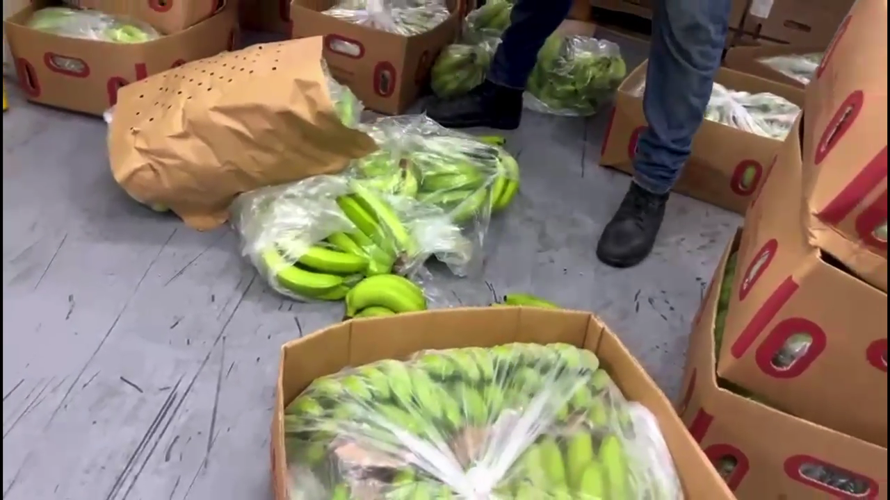 Incautan 663 láminas de cocaína camufladas en cajas cargadas de banano en  Puerto Caucedo