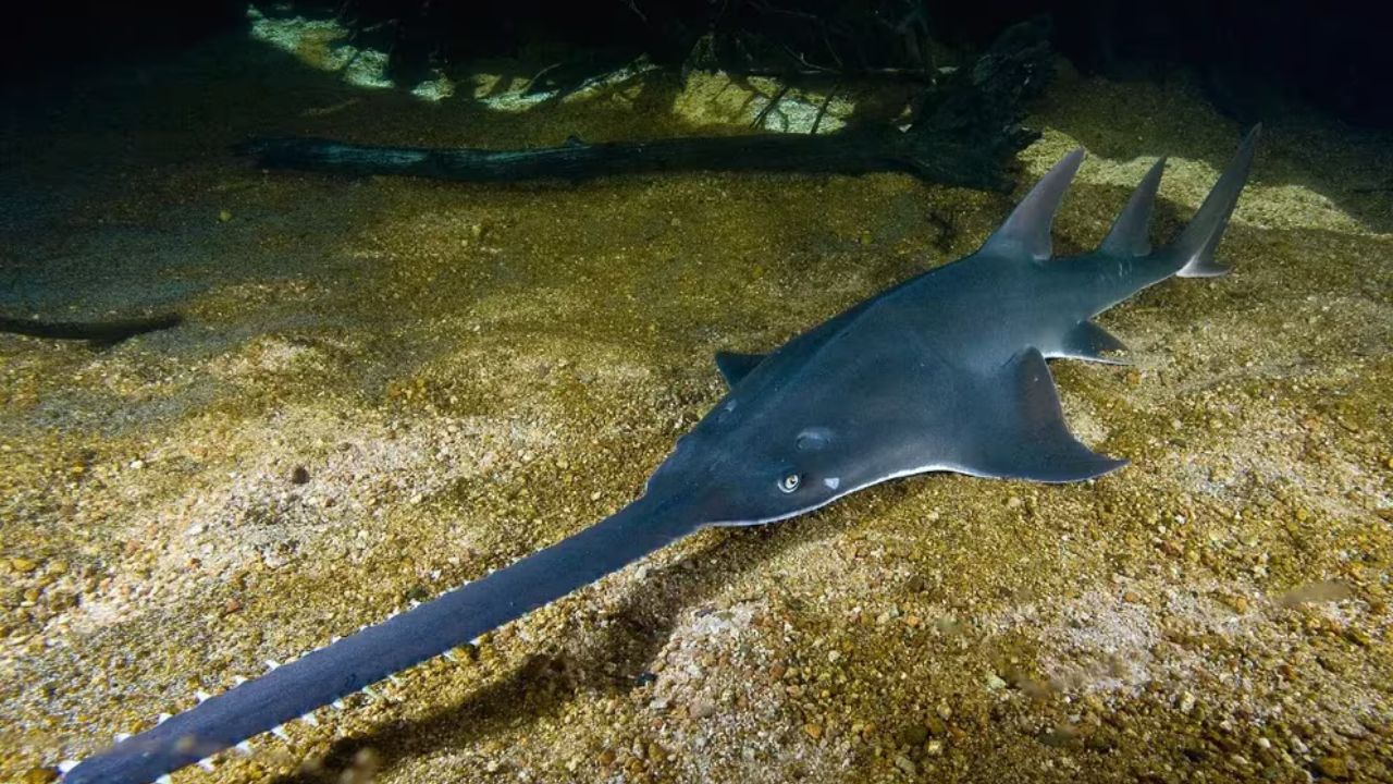 Encuentran en Estados Unidos un ejemplar del pez sierra que está en peligro de extinción