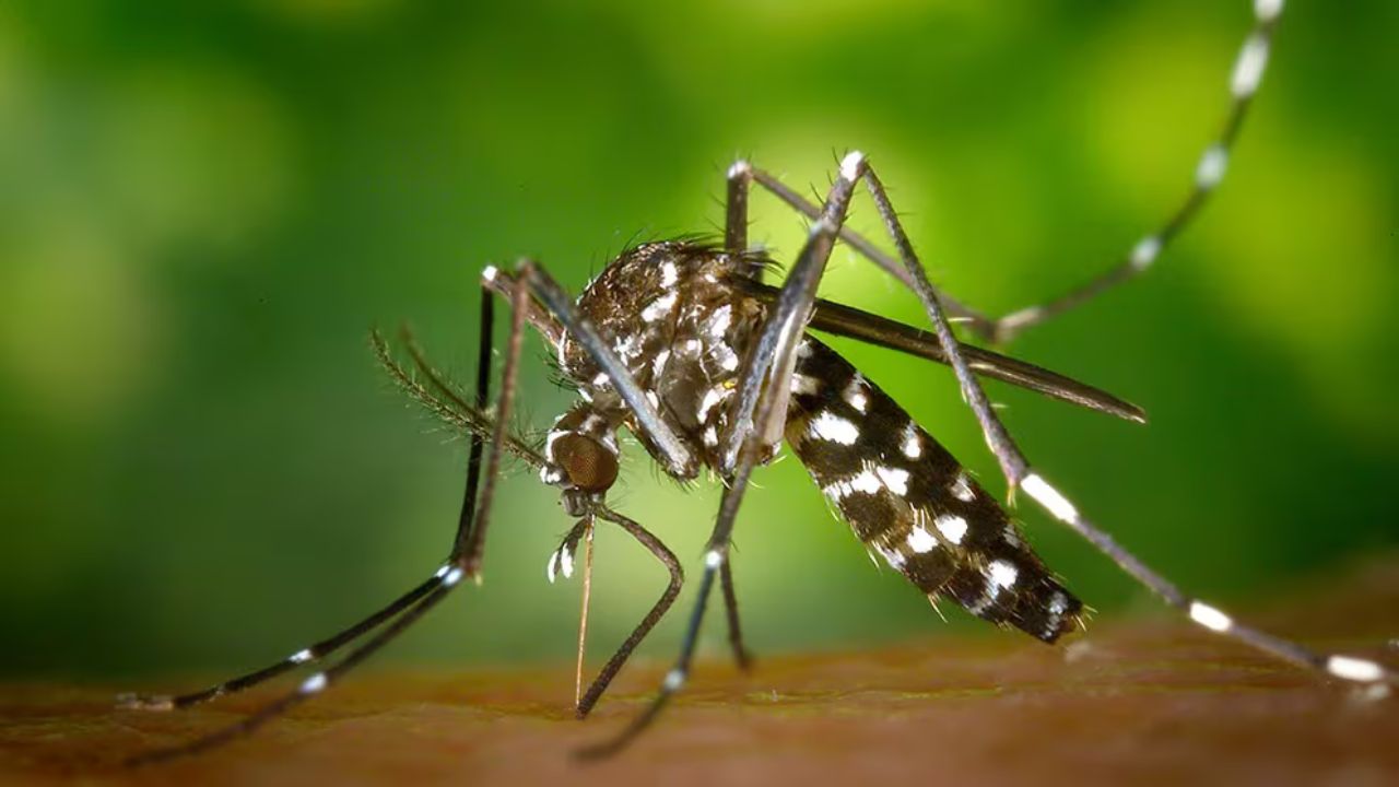 Cuánto dura la infección por dengue y cómo prevenir la picadura del mosquito