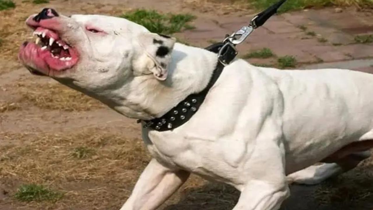 ¡Tragedia! Dos perros pitbull matan bebé de tres meses