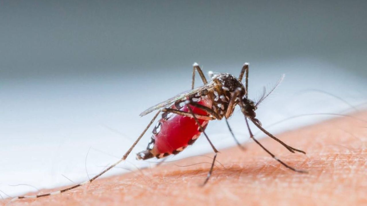 Las muertes por dengue en Trinidad y Tobago aumentan a 18
