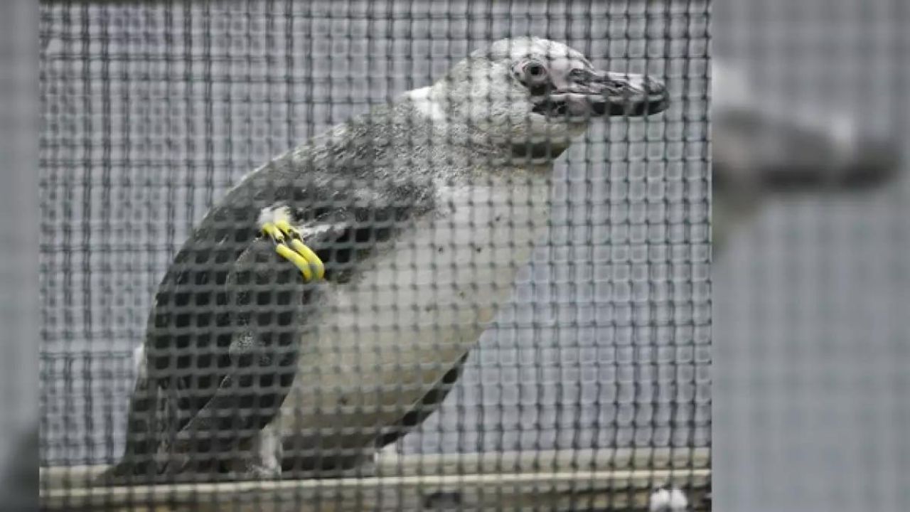 Un pingüino fugitivo es capturado después de viajar unos 30 kms en la costa de Japón