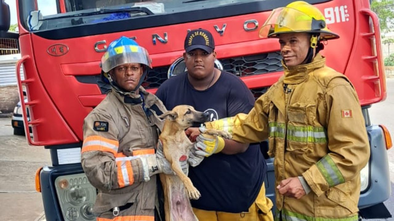 Bomberos de Santiago rescatan a perro atrapado en una alcantarilla