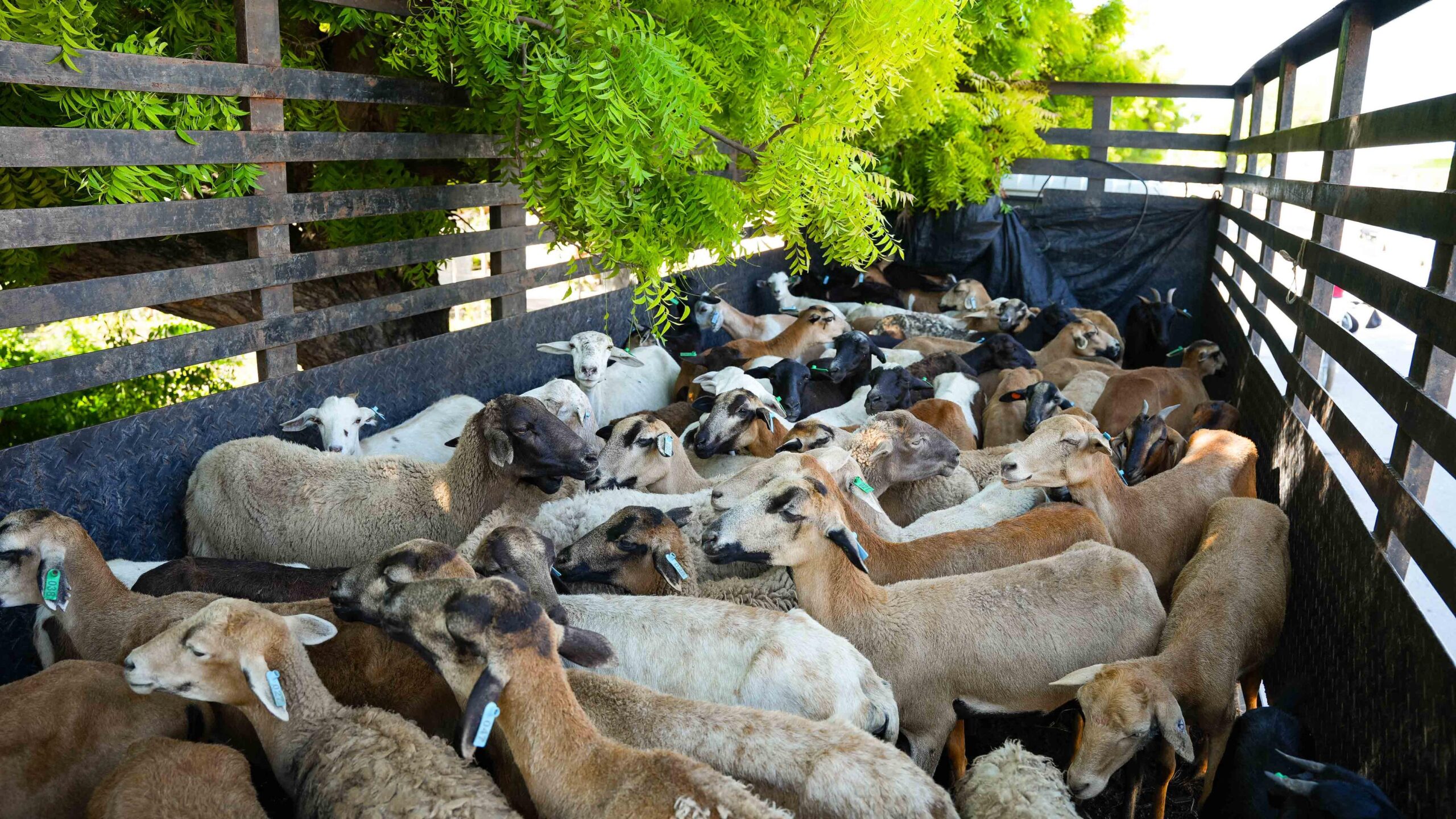 FEDA dona animales a jóvenes en Juancho y Barahona