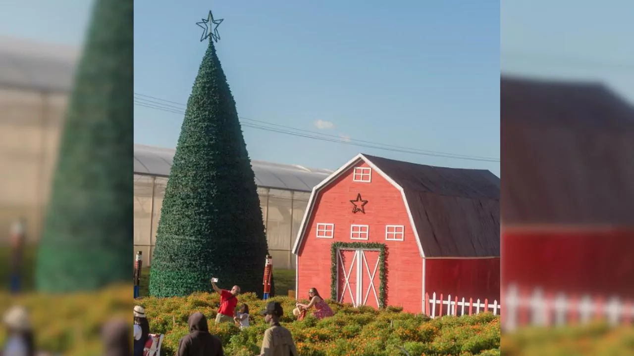 Los campos de pinos llegan a Tierra Tropical para celebrar el “Christmas Farm”