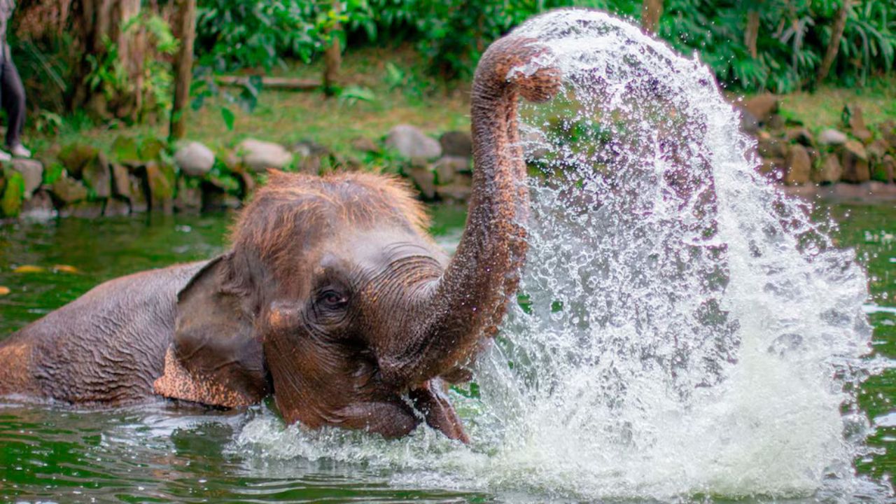 Muere una turista española al ser atacada por un elefante en Tailandia mientras le daba un baño