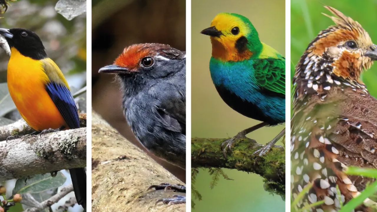 Liberan a 85 animales, entre aves, reptiles y mamíferos, a su hábitat en Colombia