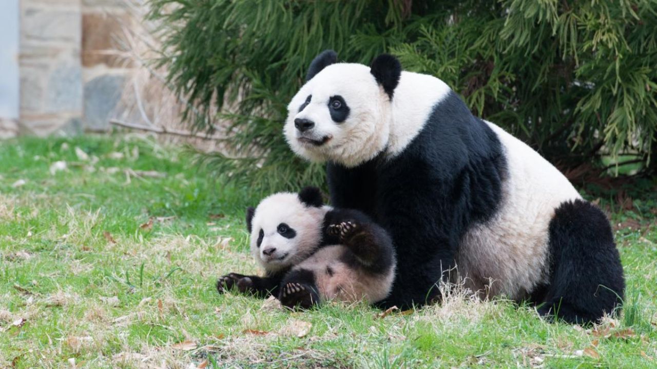 Zoo de Washington presenta en sociedad a sus nuevos pandas, fruto de un acuerdo con China