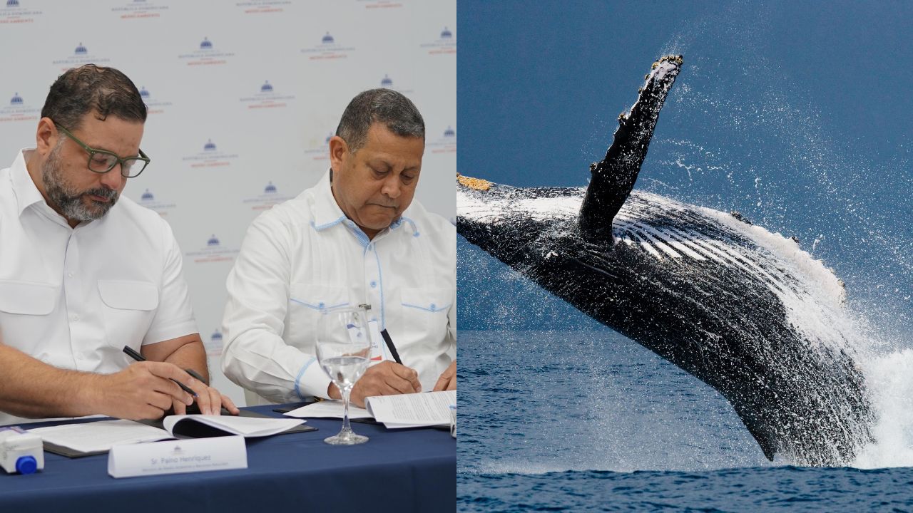 Arranca temporada de observación de las ballenas