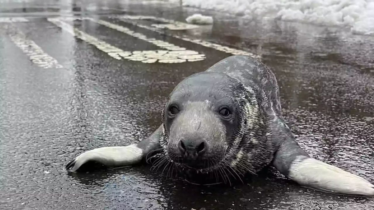 Inesperada visita: foca bebé deambula por las calles de Connecticut