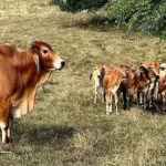 Denunciante retira querella contra acusados de robar 20 toros en Santiago