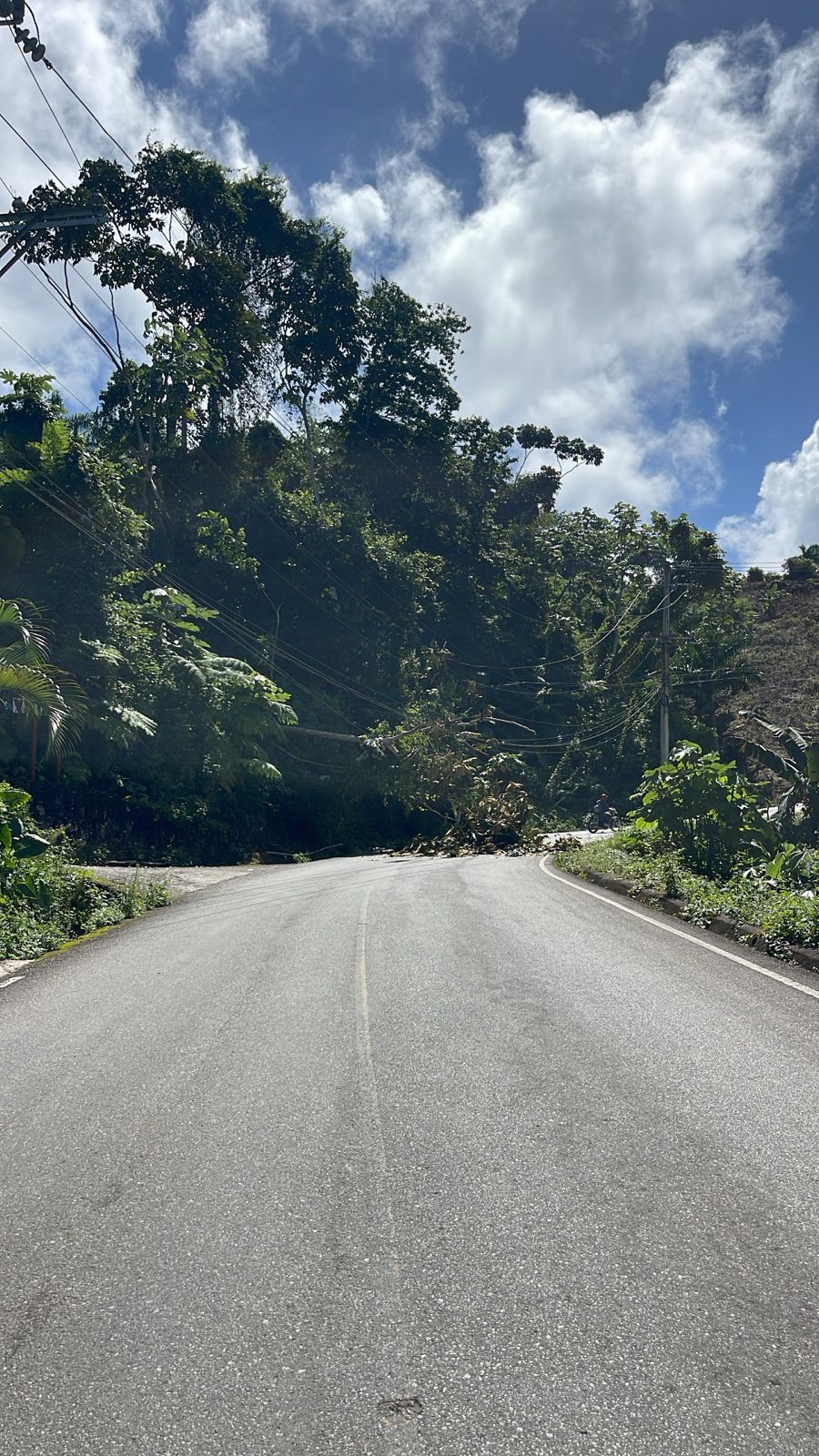 Caída de árbol interrumpe servicio eléctrico en Las Terrenas y El Limón