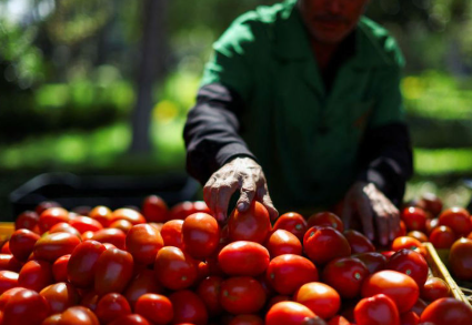 EEUU impondrá un arancel del 21 % a los tomates mexicanos desde julio
