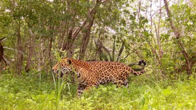 Algoritmos e IA para proteger una «guardería de jaguares» en el sureste de México