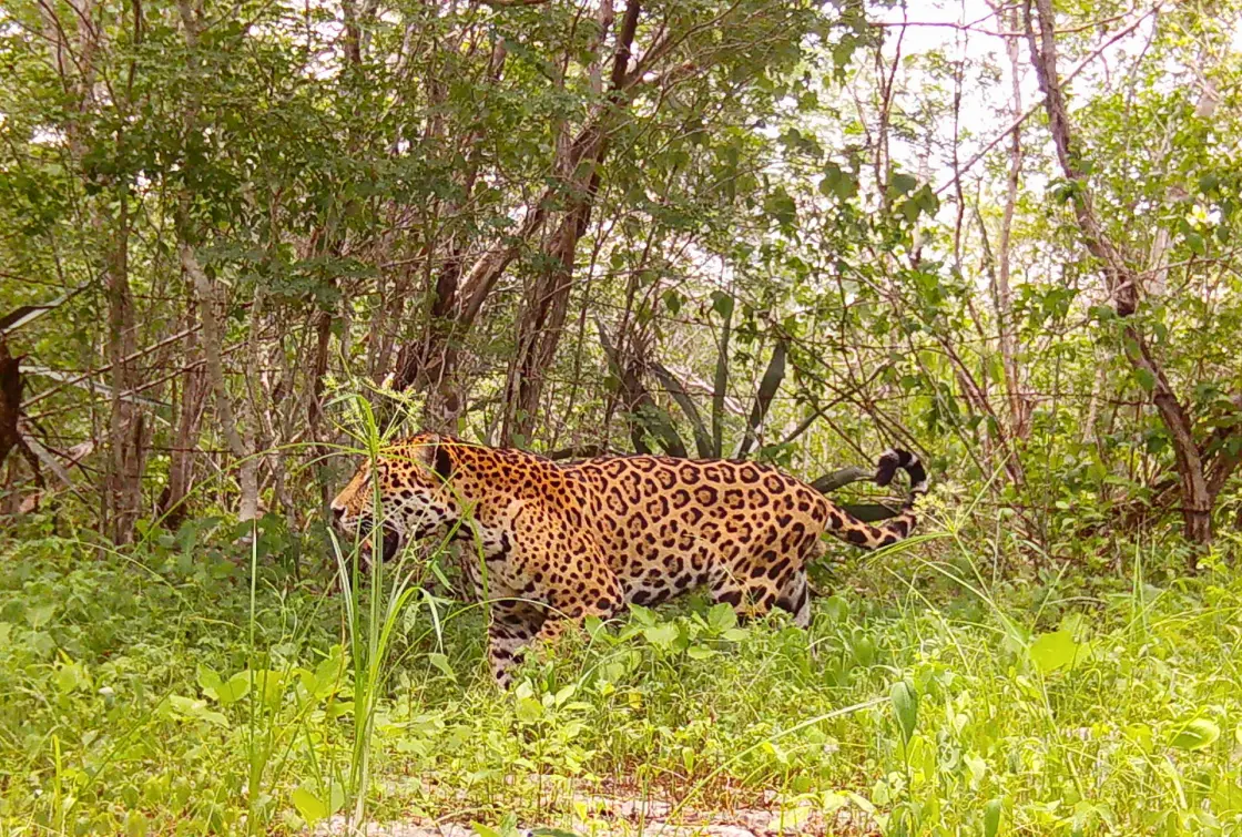 Algoritmos e IA para proteger una "guardería de jaguares" en el sureste de México