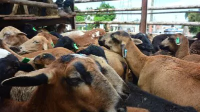 FEDA fomenta la crianza de chivas entre los jóvenes como motor de desarrollo en Elías Piña