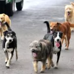 Al menos cinco perros envenenados en residencial Monumental, Pantoja