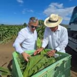 Tabaco dominicano genera más de US$1,340 millones en exportaciones a 148 países