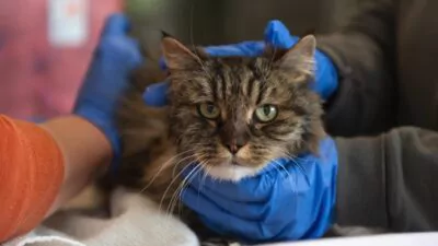 Gata sobrevive 23 días atrapada bajo el suelo alimentándose de insectos y cerveza