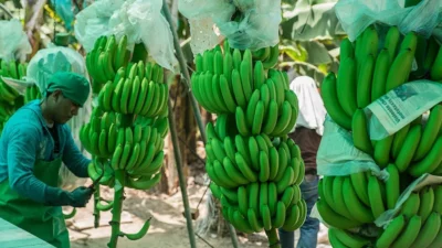Bananeros aseguran enfrentan crisis por falta de mano de obra regularizada y caída en exportaciones