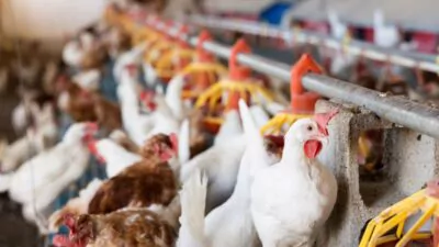 Brasil suspendió sus ventas de pollo a Argentina, China y la UE por el caso de gripe aviar