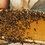 Hombre muere tras ser atacado por enjambre de abejas mientras cortaba el césped en Texas