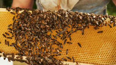 Hombre muere tras ser atacado por enjambre de abejas mientras cortaba el césped en Texas
