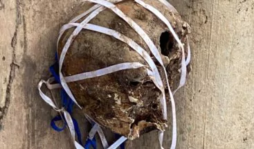 Ocupan casi dos kilos de cocaína en pieza de vehículo y carpetas