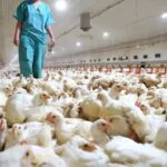 Al menos 21 países o bloques suspendieron las compras de pollo de Brasil por gripe aviar