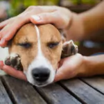 Aumenta la alarma por envenenamiento de perros en varios puntos del país