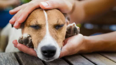 Aumenta la alarma por envenenamiento de perros en varios puntos del país