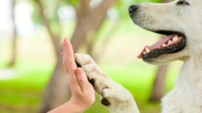 Ministerio Público sostiene encuentro para garantizar protección animal 