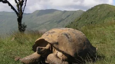 La ardua repoblación de tortugas gigantes de Galápagos: 9,500 repatriadas en medio siglo