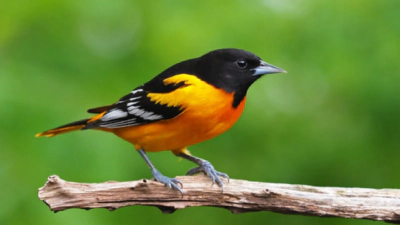 Las aves de Norteamérica desaparecen más rápidamente donde son más abundantes