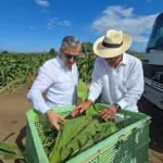 Tabaco dominicano llega a 148 países informó Intabaco