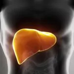 ¿Qué es la proteína albúmina y cuál es su función?