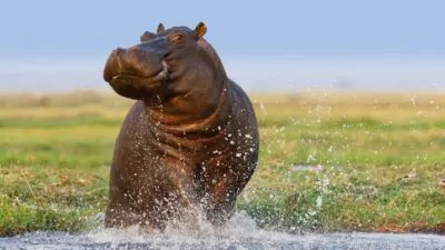 Los rusos no podrán tener en casa lobos, osos, hipopótamos o zorros como mascotas