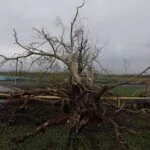 Hombre muere aplastado por un árbol por derrumbe provocado por lluvias en Puerto Rico