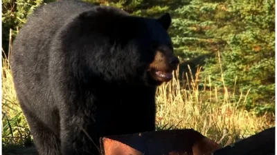 Mueren un hombre y su perro por ataque de oso en Florida