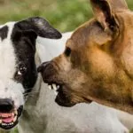 Nueva norma en Florida endurece control sobre animales peligrosos, con sanciones de hasta 1,000 dólares y cárcel