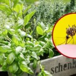 Plantas aromáticas: repelentes naturales contra insectos