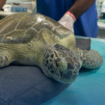 Rescatan tortuga verde herida en playa de La Romana