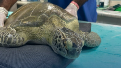Rescatan tortuga verde herida en playa de La Romana
