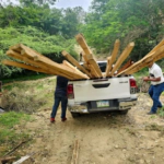 SENPA y Medio Ambiente clausuran aserradero e incautan madera y carbón en operativos simultáneos