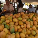 Baní celebra Expo Mango 2025: feria está dedicada este año al ministro de Agricultura, Limber Cruz